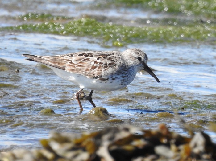 White-rumped Sandpiper