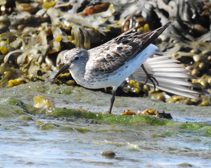 White-rumped Sandpiper