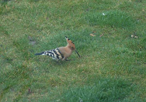 Hoopoe
