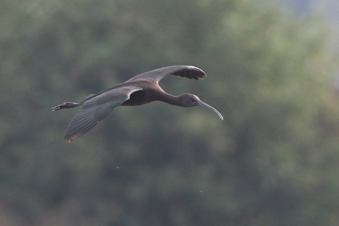 Glossy Ibis