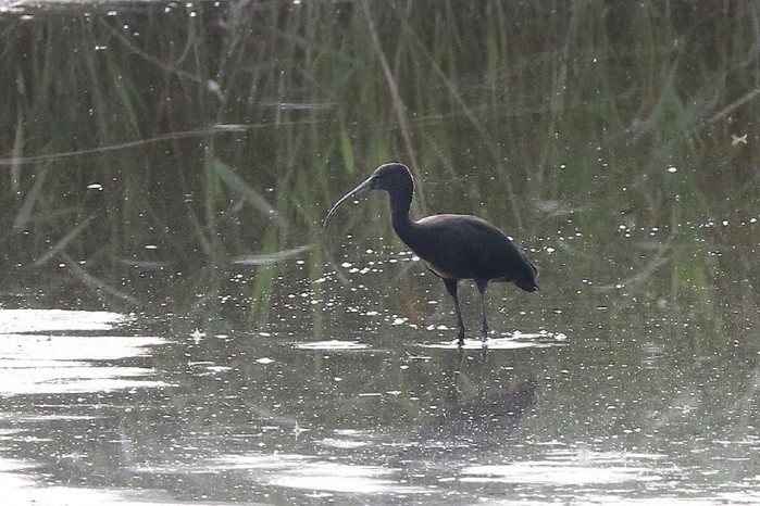 Glossy Ibis