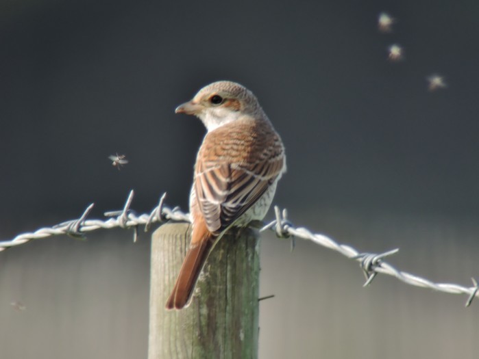 Red-backed Shrike