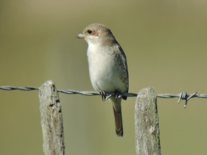 Red-backed Shrike