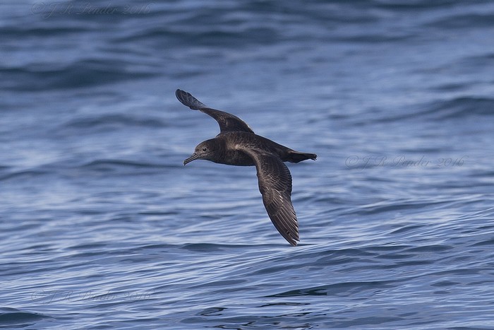 Sooty Shearwater