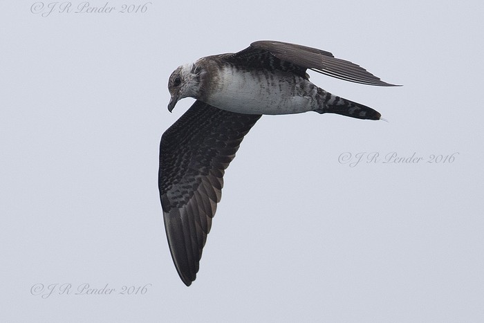 Long-tailed Skua