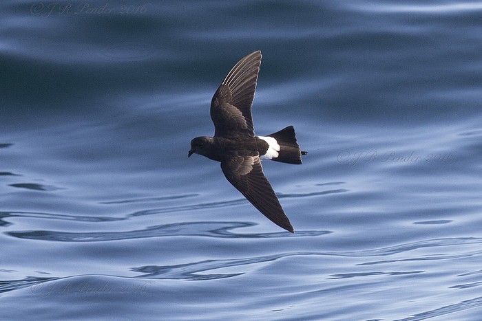 Wilson's Petrel