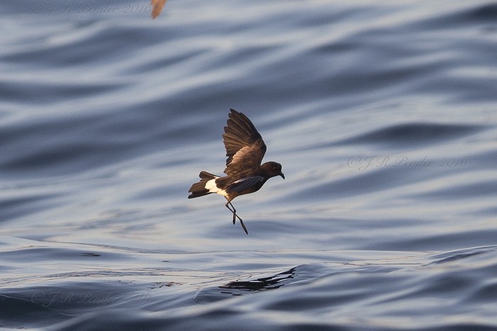 Wilson's Petrel