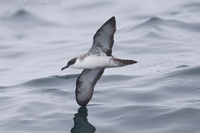 Great Shearwater