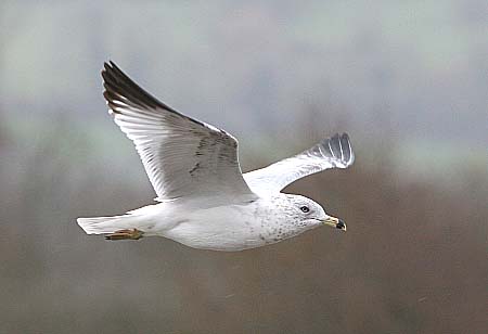Ring-billed Gull