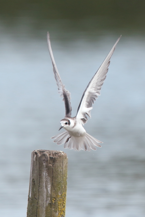 Black Tern