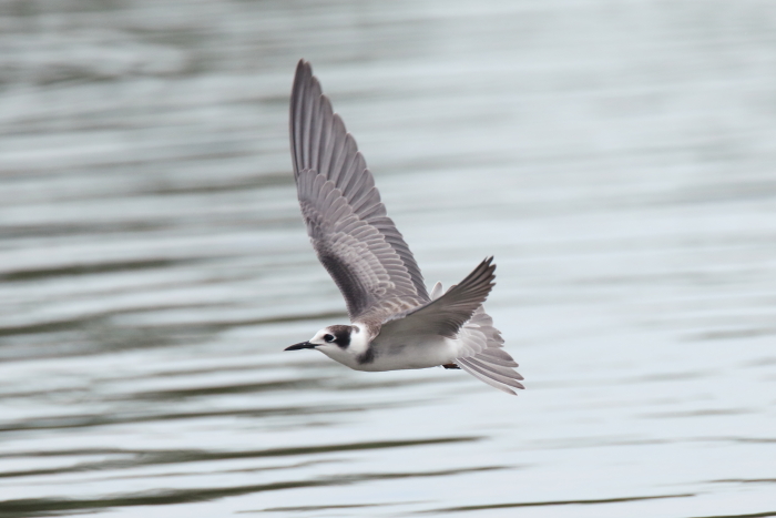 Black Tern