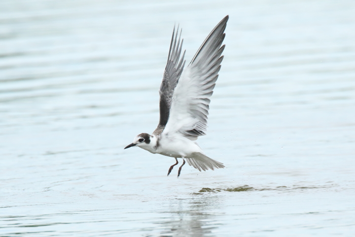 Black Tern