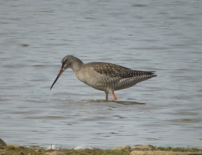 Spotted Redshank