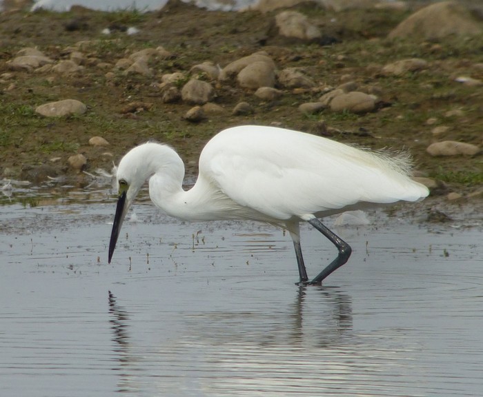 Little Egret