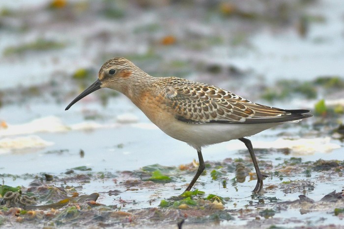 Curlew Sandpiper
