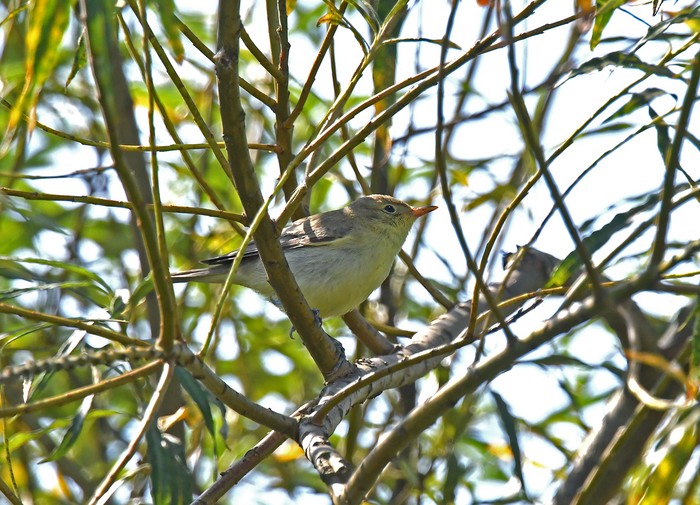 Icterine Warbler