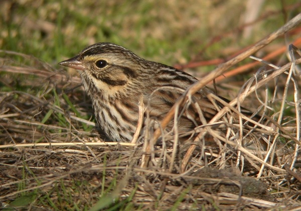 Savannah Sparrow