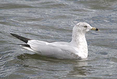 Ring-billed Gull