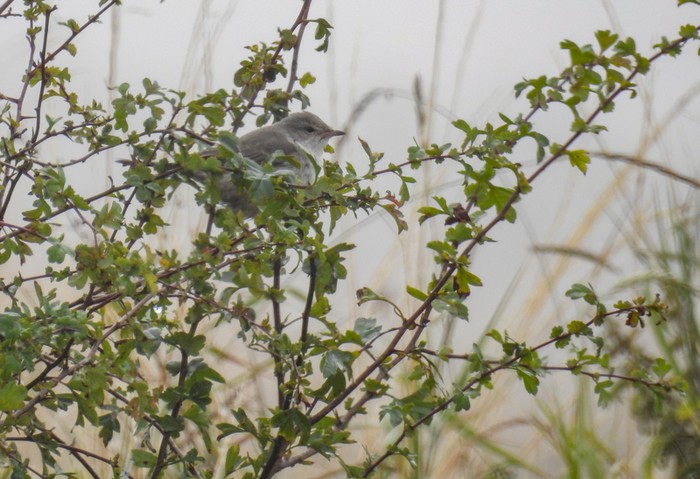Barred Warbler