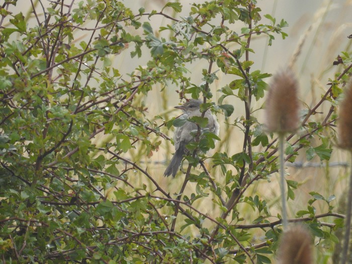 Barred Warbler