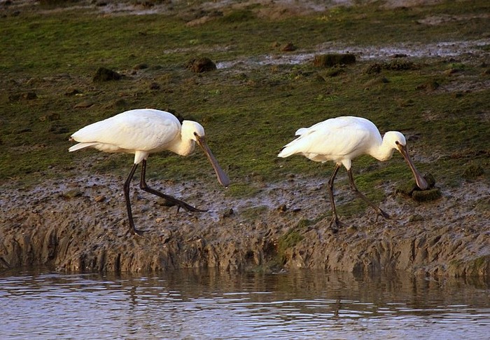 Spoonbill