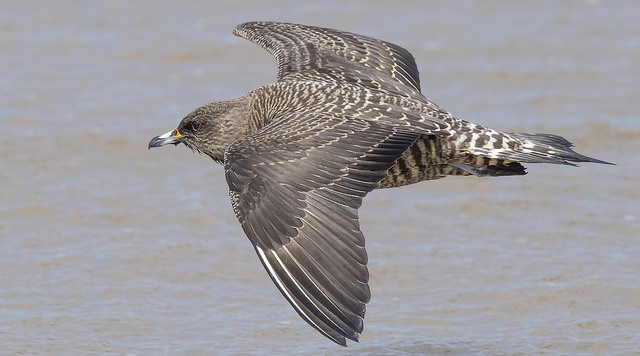 Long-tailed Skua