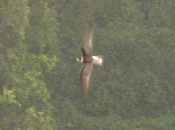 Black Tern