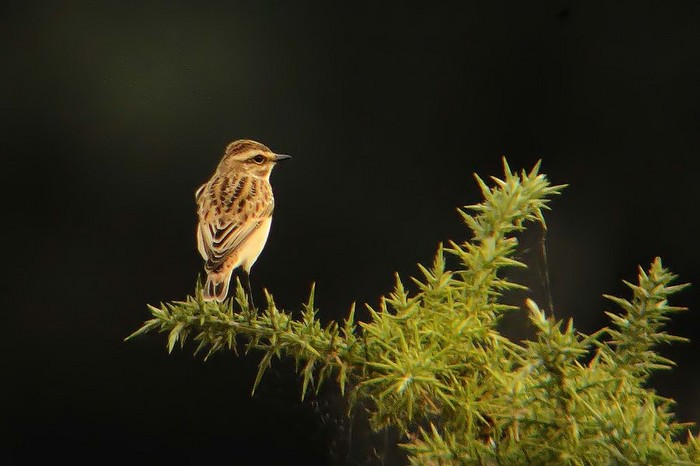 Whinchat