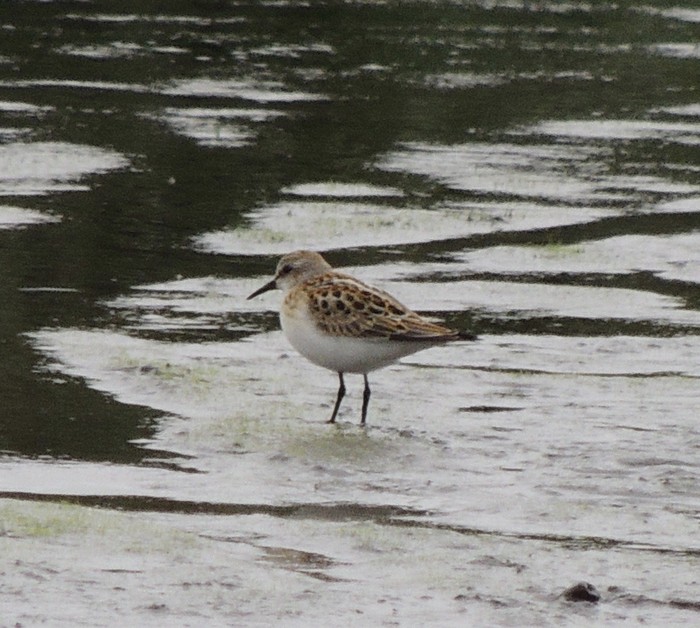 Little Stint