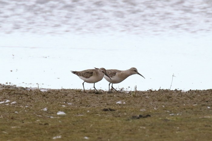 Curlew Sandpiper