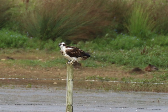 Osprey