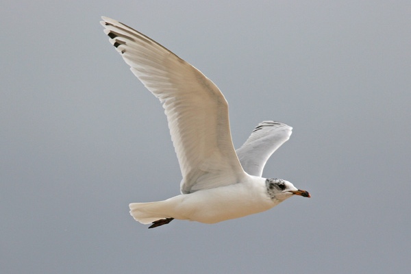 Mediterranean Gull