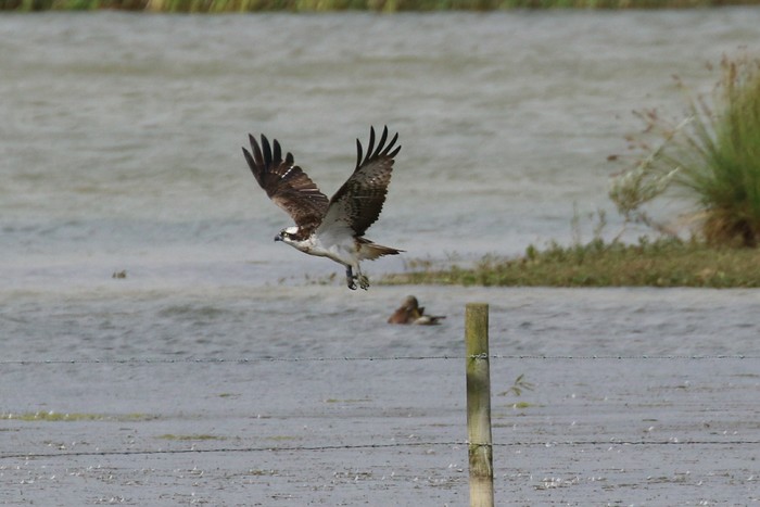 Osprey