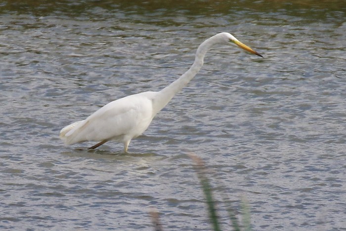 Great White Egret