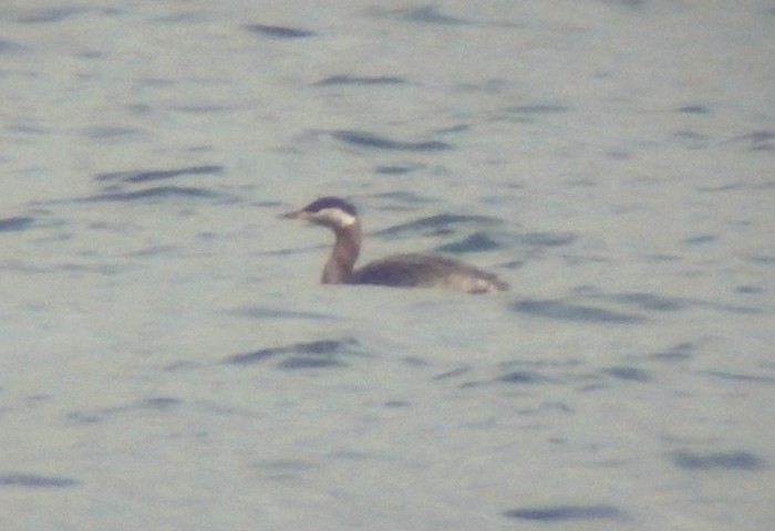 Red-necked Grebe