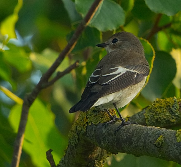 Pied Flycatcher