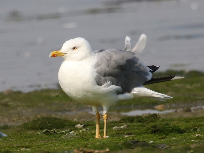 Yellow-legged Gull