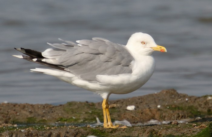 Yellow-legged Gull