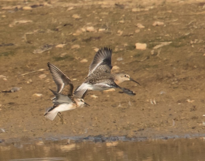Curlew Sandpiper