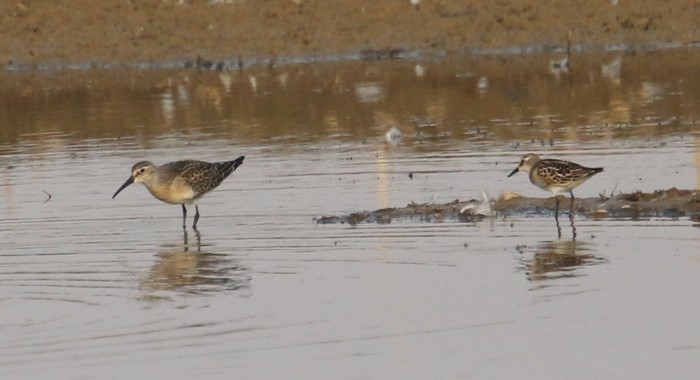 Curlew Sandpiper