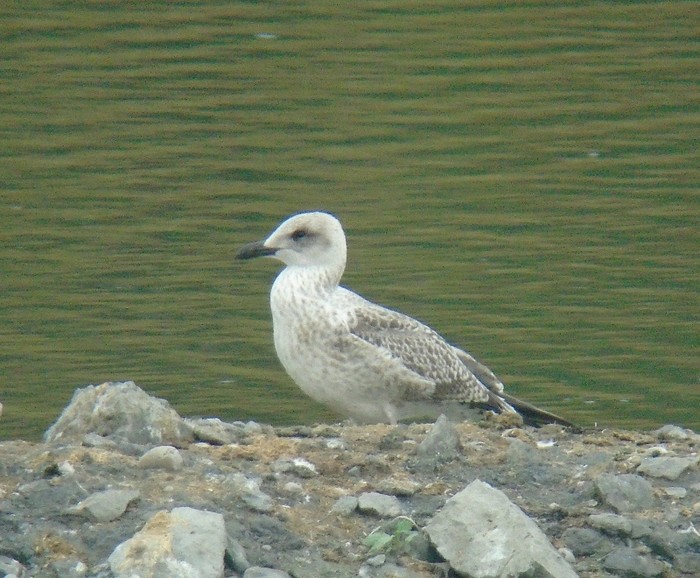 Lesser Black-backed Gull