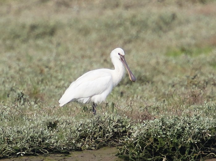 Spoonbill