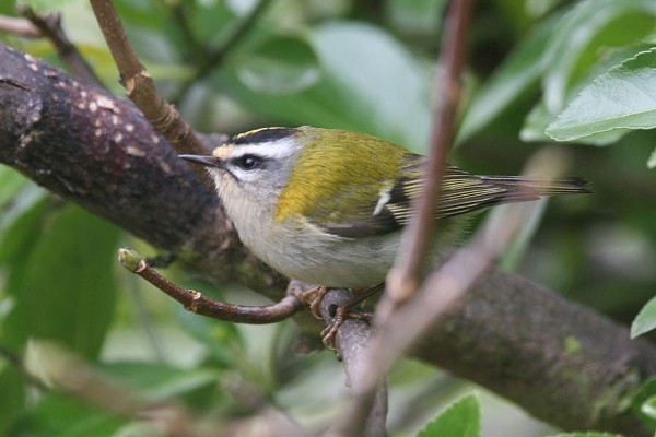 Firecrest