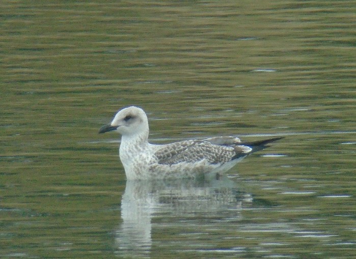Lesser Black-backed Gull