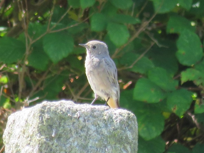 Black Redstart