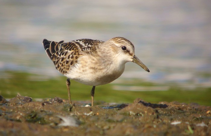 Little Stint