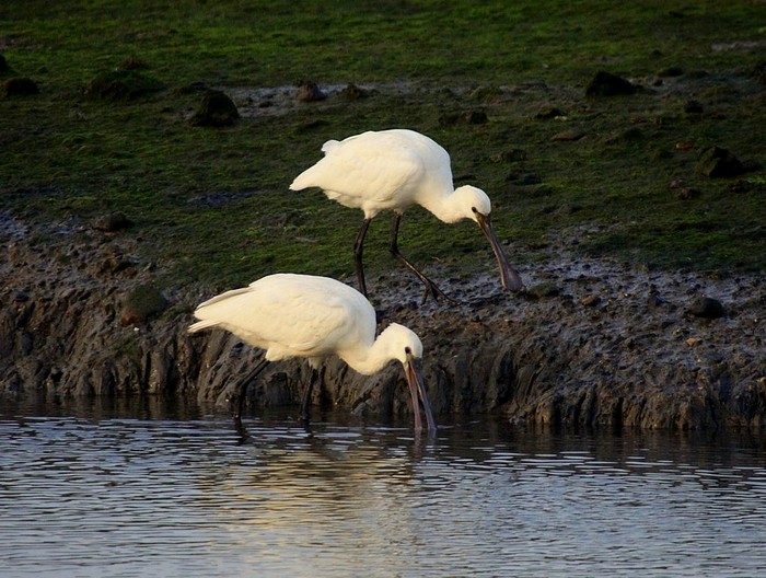 Spoonbill
