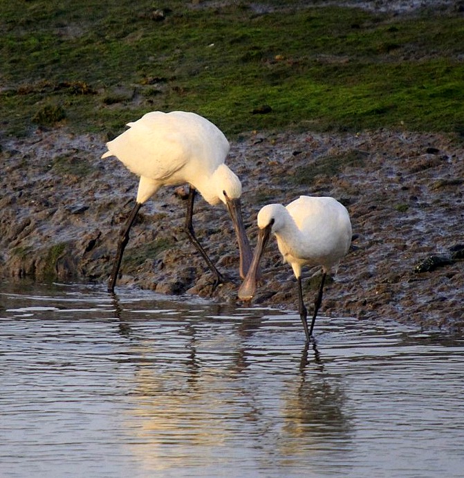Spoonbill