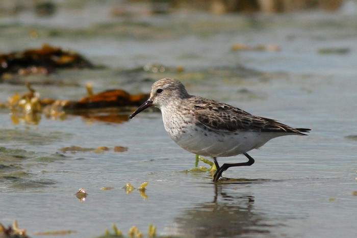 White-rumped Sandpiper