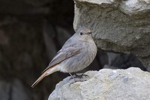 Black Redstart